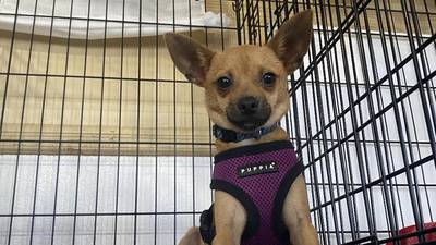 Pawfect Pet: Nacho Needs A Home