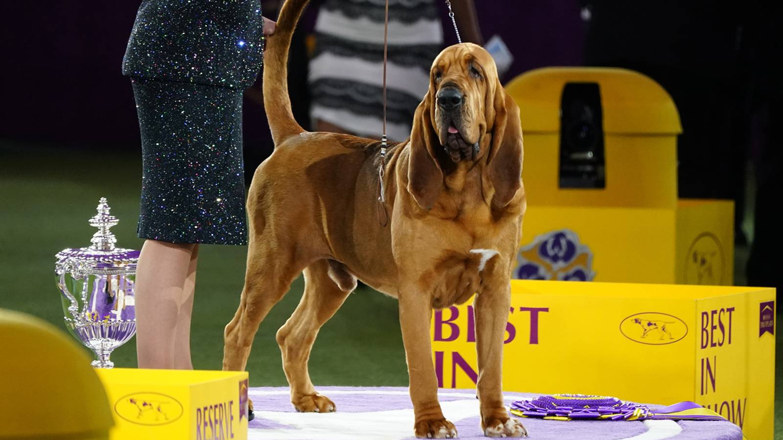 Westminster Dog Show 2022 See the best in show, group winners 106.1 BLI