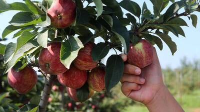 Top Apple Picking Spots by Our Long Island Life