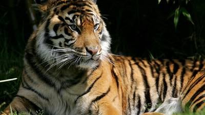 What Cologne Will Attracts Tigers & Jaguars? Find Out Here!