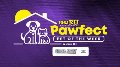 Introducing BLI’s Pawfect Pet