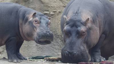 Cincinnati Zoo hippo Bibi on ‘birth watch’ as arrival of Fiona’s sibling nears
