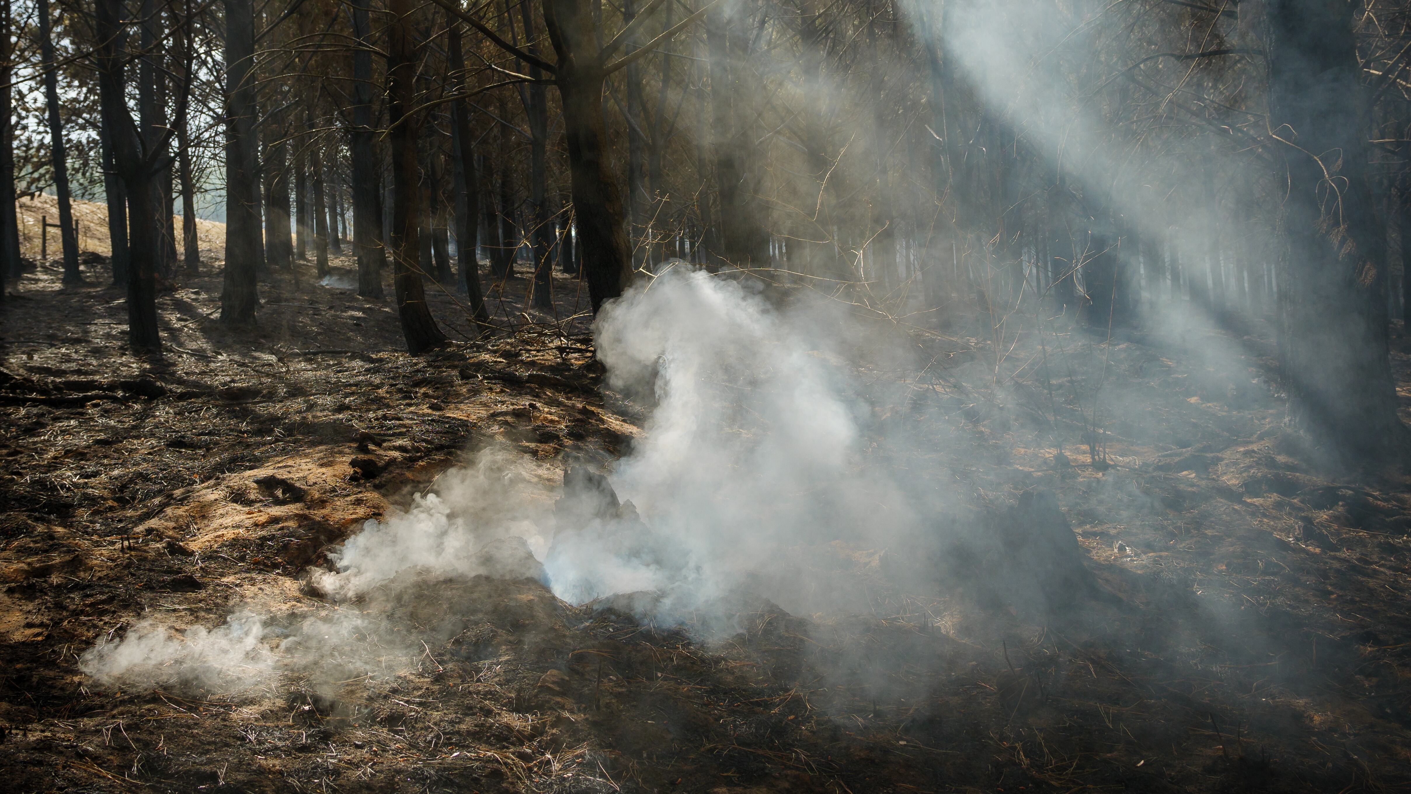 Smouldering tree stump after a wildfire