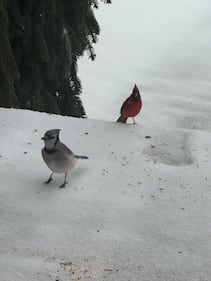 A Cardinal and Blue Jay spotted by Jodi in Wantagh