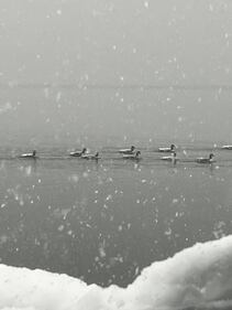 Check out all the photos of the snow you sent us on December 13th and 14th, 2025. Want to see your photo featured? Upload it now inside our phone app.