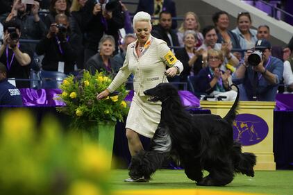 Westminster Kennel Club