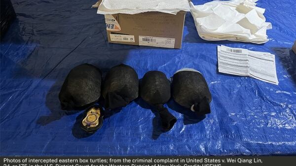 Turtles stuffed into socks.