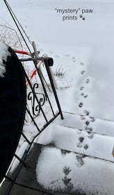 Mystery paw prints on Mark's front steps