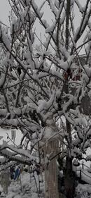 Check out all the photos of the snow you sent us on December 13th and 14th, 2025. Want to see your photo featured? Upload it now inside our phone app.