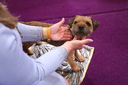 Westminster Kennel Club