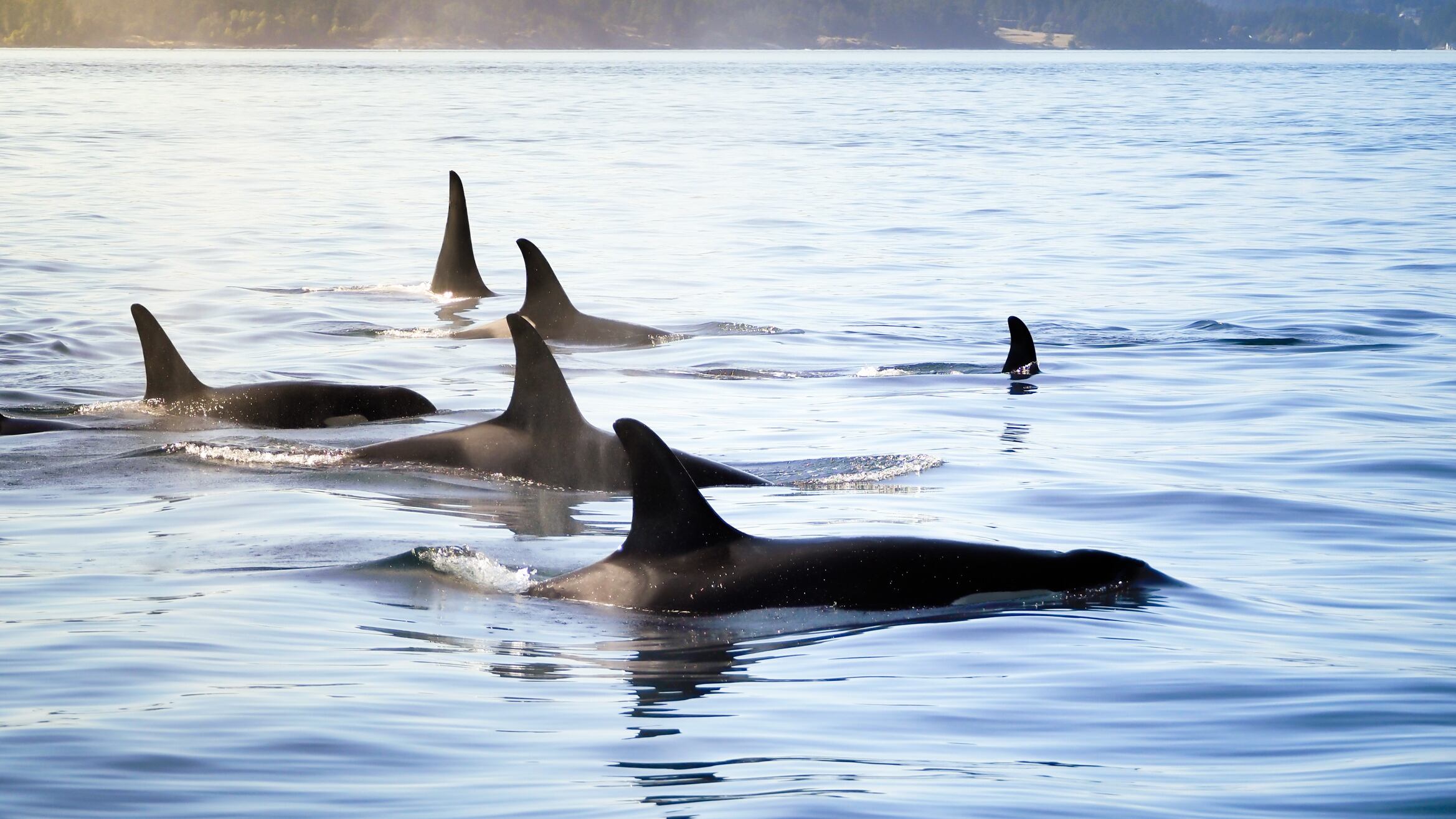 Orcas