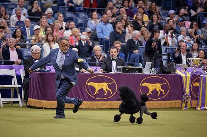 Westminster Kennel Club