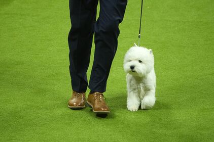 Westminster Kennel Club