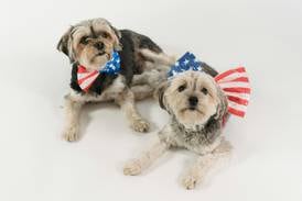 How to Keep Your Dog Calm This July 4th
